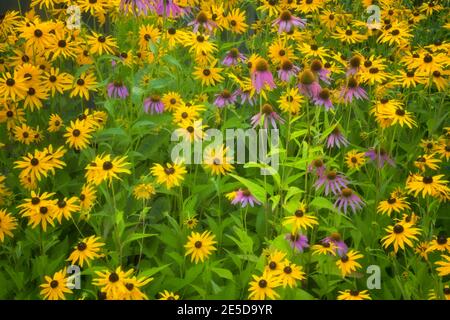 Sommerblüte mit schwarzen Augen Susan und lila Koneblume in diesem privaten Garten in Gresham, Oregon. Stockfoto