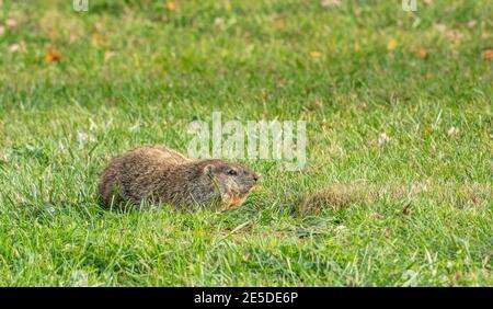 Alert Murmeltier sucht Gefahr bereit, in den Bau zu springen. Stockfoto