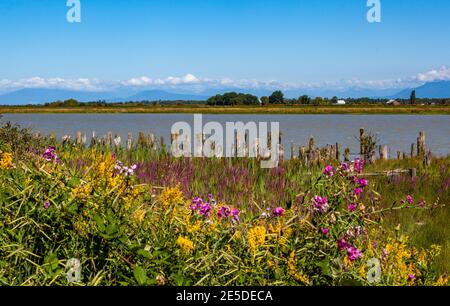 Wildblumen wachsen entlang Fraser River, Ladner, Delta, British Columbia, Kanada Stockfoto