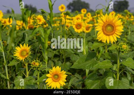 Pattadakai, Karnataka, Indien - 7. November 2013: Nahaufnahme von gelben Sonnenblumen umgeben von grünen Blättern und verblassenden Blüten im Rücken. Stockfoto