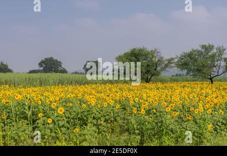 Pattadakai, Karnataka, Indien - 7. November 2013: Kombination von Zuckerrohr- und Sonnenblumenfeldern unter blauem Himmel mit einigen grünen Bäumen in der Mischung. Stockfoto