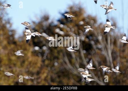 Schneehämmer im Flug gegen sonnigen Winterhimmel Stockfoto