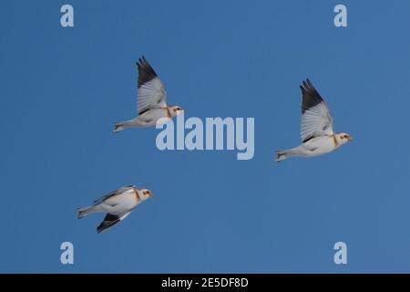 Schneehämmer im Flug gegen sonnigen Winterhimmel Stockfoto