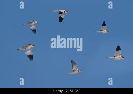 Schneehämmer im Flug gegen sonnigen Winterhimmel Stockfoto