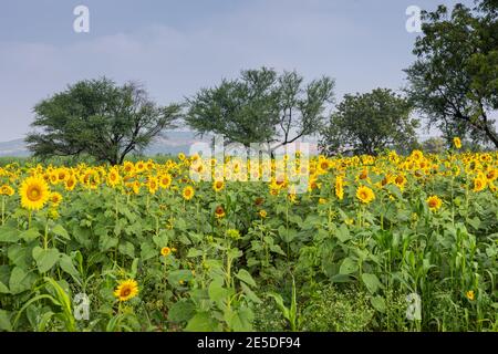 Pattadakai, Karnataka, Indien - 7. November 2013: Grünes Feld von gelb blühenden Sonnenblumen mit grünem Laub hinter unter blauem Himmel. Stockfoto