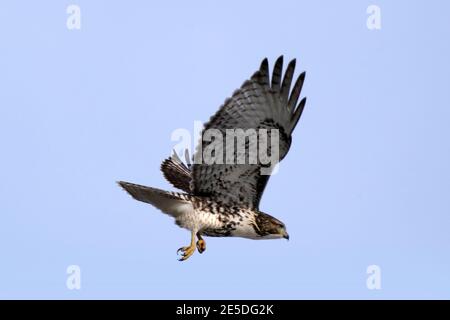 Barcovan Beach Schwan Herde Stockfoto