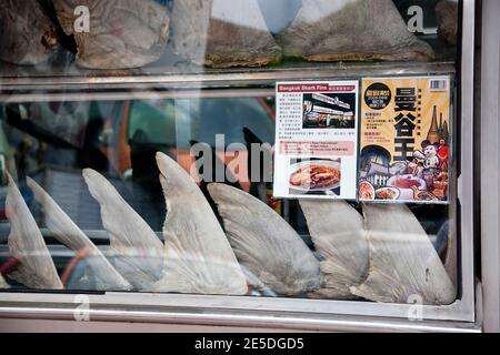 Haifischflossen im Fenster eines Restaurants im Zentrum von Bangkok, Thailand. Stockfoto