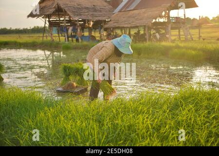 Farmer Pflanzen Reispflanzen in einem Reisfeld, Thailand Stockfoto
