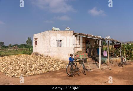 Pattadakai, Karnataka, Indien - 7. November 2013: Haufen trockener Maisähren an der Seite bescheidener Behausungen auf dem Ackerland. Familiengeschenk mit Kind und Erwachsenen Fahrrad Stockfoto