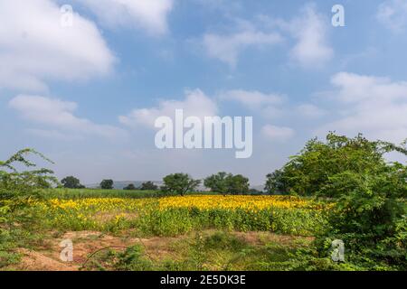 Pattadakai, Karnataka, Indien - 7. November 2013: Weitläufige Agrarlandschaft mit gelben Sonnenblumen und grünen Zuckerrohrfeldern unter blauer Wolkenlandschaft. Stockfoto