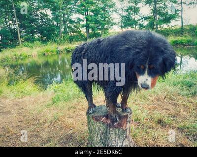 Porträt eines Hundes auf einem Baumstumpf im Wald, Polen Stockfoto