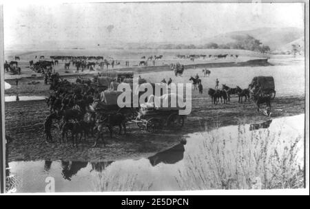 Mexiko - Kampagne gegen Villa - 1916. Eine Armee Kombi pack Zug am Rande von Las Cruces, Mexiko anreisen Stockfoto