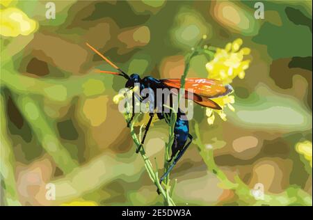 Tarantula Hawk Wasp Auf Blume Farbe Illustration. Blau gefärbter wap mit orangen Flügeln. Stockfoto