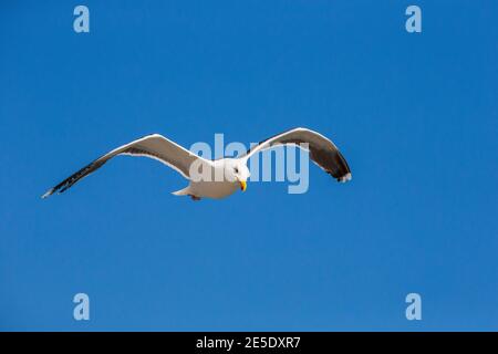 große schwarze unterstützte Möve Larus marinus Stockfoto
