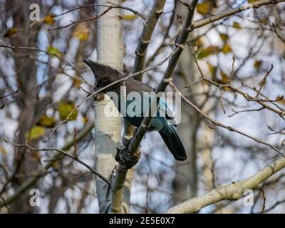 Nahaufnahme von Blue Jay, der auf einer Zweigstelle am Lake Tahoe, Nevada, USA ruhte Stockfoto