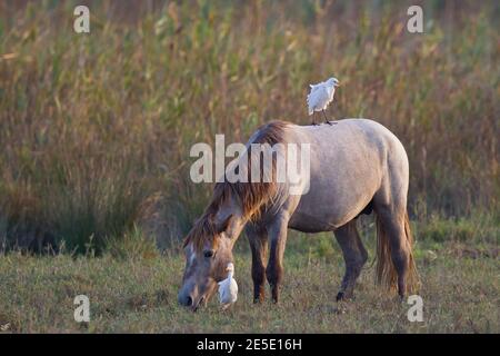 Rinderreiher (Bubulcus ibis) Erwachsene sitzend auf dem Rücken des Pferdes, Mallorca, Spanien Stockfoto