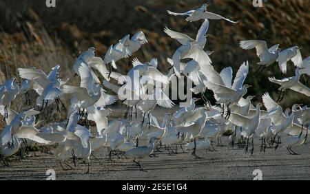 Rinderreiher (Bubulcus ibis) große Herde heben von der Straße, Mallorca, Spanien Stockfoto