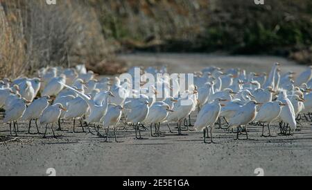 Rinderreiher (Bubulcus ibis) große Herde auf der Straße, Mallorca, Spanien Stockfoto