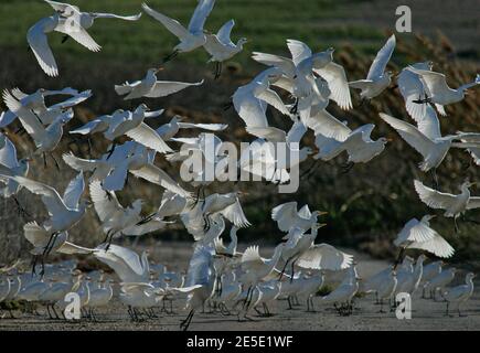 Rinderreiher (Bubulcus ibis) große Herde, die von der Straße, Mallorca, Spanien Stockfoto