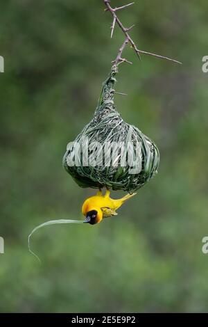 Vitelline maskierter Weber (Ploceus vitellinus) Männchen im Nest mit Nistmaterial, Serengeti Nationalpark, Tansania Stockfoto