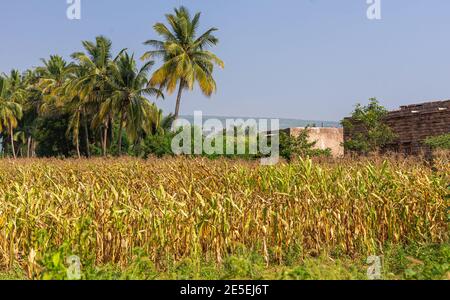 Siddanakolla, Karnataka, Indien - 7. November 2013: Feld mit vergilbenden Mais unter blauem Himmel. Grüne Palmen bilden dazwischen eine Barriere. Stockfoto