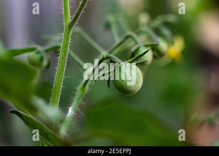 Die ersten Tomaten kommen aus den Knospen in der Saison Stockfoto