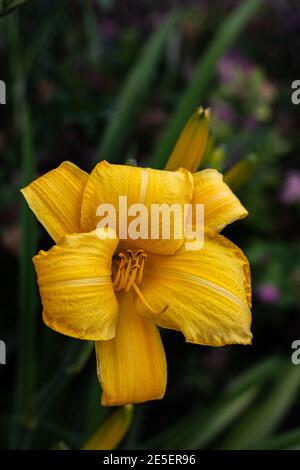 Voll blühte gelbe Glocke Blume in einem dunkelgrünen Hintergrund Stockfoto