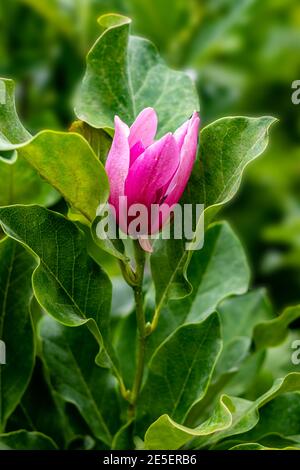 Schöne Magnolienblüte umgeben von großen Blättern auf dem Baum Stockfoto