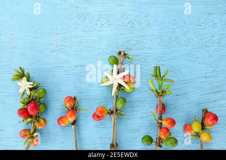 Kaffee Zweig, reife Früchte oder Beeren und Blätter flach liegen auf blauem Holzhintergrund. Stockfoto