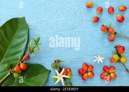 Kaffee Zweig, reife Früchte oder Beeren und Blätter flach liegen auf blauem Holzhintergrund. Stockfoto