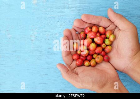 Draufsicht der männlichen Farmer Hände halten helle rote reife Kaffeebeeren in blauem Hintergrund. Stockfoto