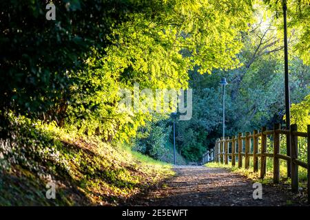 Grüne Bäume im Park mit Weg und Zaun. Schöne Sommer Natur Landschaft. Stockfoto