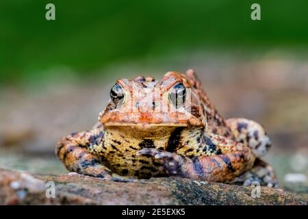 Eine amerikanische Kröte (Anaxyrus americanus) hält auf einem Felsen für ein Porträt inne. Stockfoto
