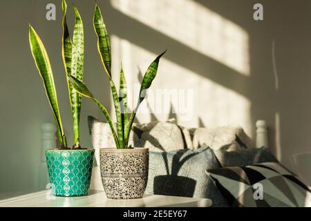 Gemütliches Zuhause Inneneinrichtung, Sansevieria (Schlangenpflanze) in Keramik-Töpfe auf einem weißen Tisch auf dem Hintergrund eines Bettes mit dekorativen Kissen, modernes Design Stockfoto