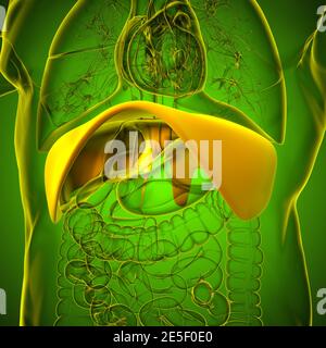 Membran menschliche Atemwege Anatomie für medizinisches Konzept 3D Illustration Stockfoto