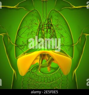 Membran menschliche Atemwege Anatomie für medizinisches Konzept 3D Illustration Stockfoto