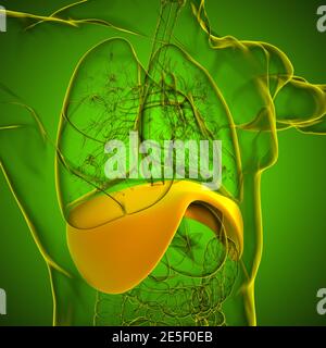 Membran menschliche Atemwege Anatomie für medizinisches Konzept 3D Illustration Stockfoto