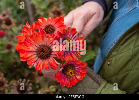 Mehrere rote Zinnia Zinnia Blumen in den Händen der Fürsorglicher Gärtner im Garten Stockfoto