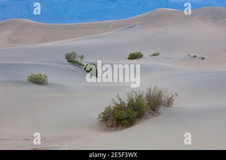 Leben in der Wüste, Mesquite Flat Sand Dunes, Death Valley National Park, Kalifornien Stockfoto