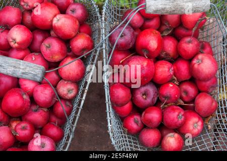 Drahtgitter Metallkorb mit rot lecker frisch saftig gesund Äpfel Apfelsorte Gloster 69 im Garten auf Ziegel Wand in Wiese Nahaufnahme Stockfoto