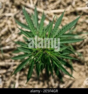 Nahaufnahme von Marihuana oder Hanfpflanzen auf industrieller Cannabisplantage, Ganja Plantage Cannabisfarm. Marihuana Feld, Draufsicht Stockfoto