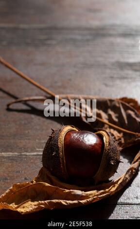 Öffnen Sie dunkelbraune Kastanienfrucht im Herbst, Nahaufnahme, auf einem Hintergrund, Tisch mit alten Brettern, mit freiem Platz für Ihren Text Stockfoto