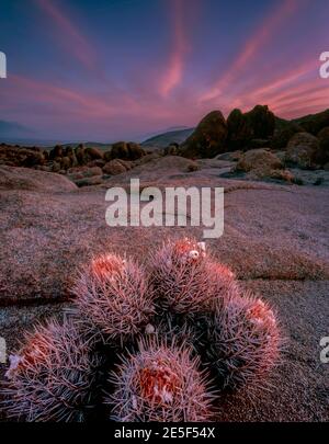 Dawn, Cottontop Kaktus, Echinocactus polycephalus, Alabama Hills, Inyo National Forest, östlichen Sierra, Kalifornien Stockfoto