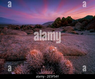 Dawn, Cottontop Kaktus, Echinocactus polycephalus, Alabama Hills, Inyo National Forest, östlichen Sierra, Kalifornien Stockfoto