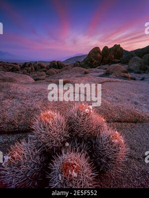 Dawn, Cottontop Kaktus, Echinocactus polycephalus, Alabama Hills, Inyo National Forest, östlichen Sierra, Kalifornien Stockfoto