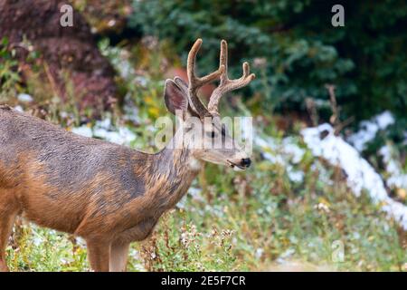 Ein Mule-Hirschbock (Odocoileus hemionus) mit Samtgeweih in einem Wald in Colorado Stockfoto