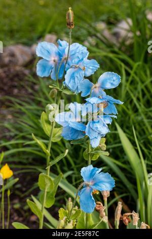 Himalaya-Blaumohn, Blå bergvallmo (Meconopsis baileyi) Stockfoto