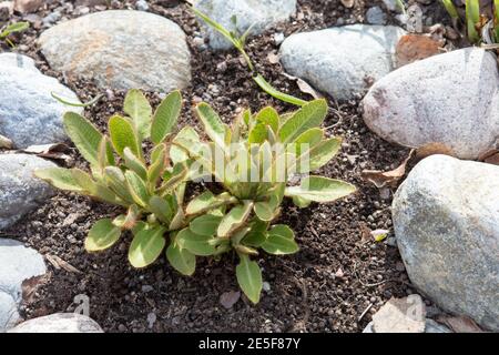 Himalaya-Blaumohn, Blå bergvallmo (Meconopsis baileyi) Stockfoto