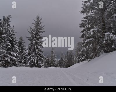 Ruhige Winterlandschaft mit Langlaufloipe, umgeben von verschneiten Wäldern mit gefrorenen Bäumen in der Nähe von Schliffkopf, Deutschland im Schwarzwald. Stockfoto