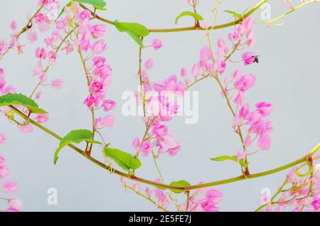 Coral Vine (oder Botanischer Name ist Antigonon leptopus) ist Blooming. Stockfoto